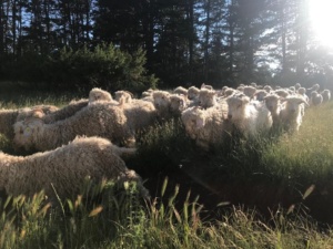 Mohair du Larzac Moutons