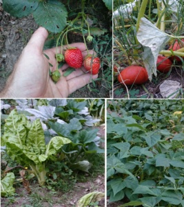 Les potagers essaimés photos