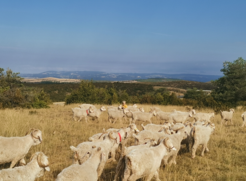 Mohair du Larzac - paysage