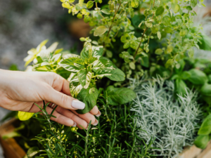 Les plantes sauvages au secours de nos douleurs et de notre santé