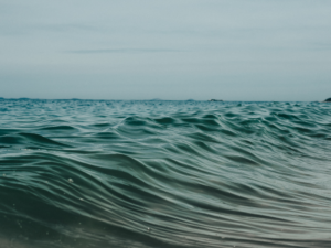 L’océan intérieur : quand l’eau de mer parle à nos cellules